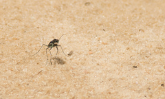 Cicindela abdominalis
