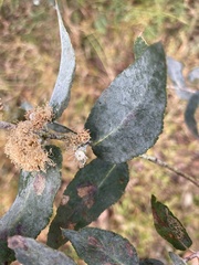 Eucalyptus crenulata