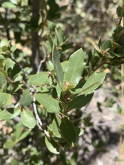 Quercus toumeyi