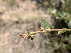 Quercus toumeyi