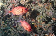 Myripristis hexagona