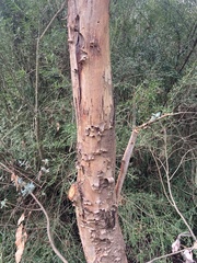 Eucalyptus crenulata