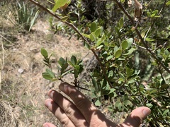 Quercus toumeyi