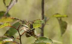 Dromogomphus armatus