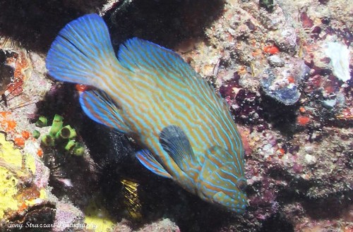 Bluelined Rockcod — seen at this dive site