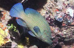 Cephalopholis formosa