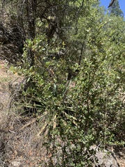 Quercus toumeyi