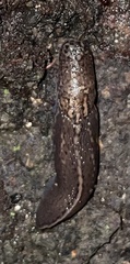 Limax maximus