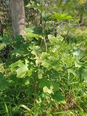 Solanum chrysotrichum
