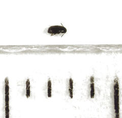 Acrotrichis sericans