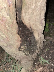 Limax maximus