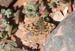 Carcharodus tripolina