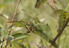 Dromogomphus armatus