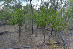 Petalostigma banksii