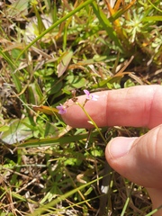 Stylidium debile