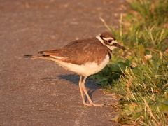 Charadrius vociferus