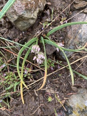 Allium tolmiei