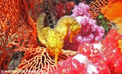 Hippocampus comes