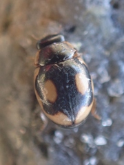Hyperaspis undulata