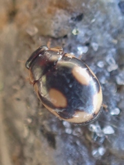 Hyperaspis undulata