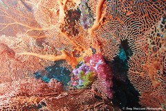 Hippocampus comes