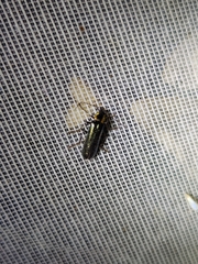 Taiwanocantharis