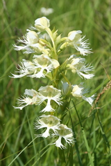 Platanthera praeclara