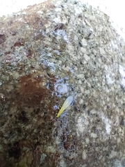 Alloperlini
