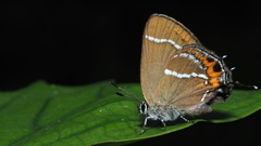Satyrium esakii