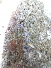 Alloperlini