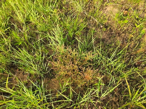 Image of Lechea tenuifolia by no rights reserved