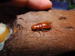 Parcoblatta notha
