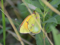 Colias heos