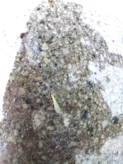 Alloperlini