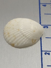 Tucetona