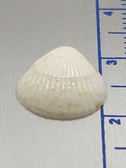 Tucetona