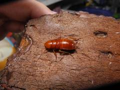 Parcoblatta notha