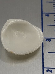 Tucetona