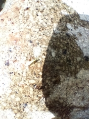 Alloperlini