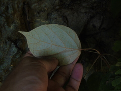 Pterospermum javanicum