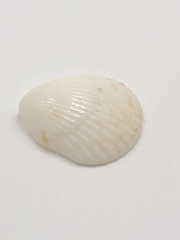 Tucetona
