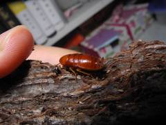 Parcoblatta notha