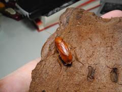 Parcoblatta notha