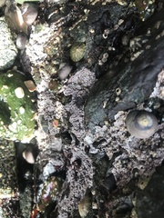 Chamberlainium tumidum