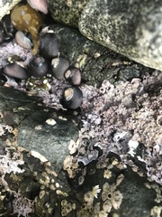 Chamberlainium tumidum