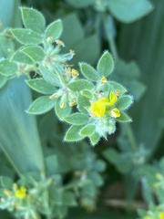 Acmispon heermannii heermannii
