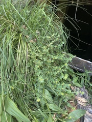 Acmispon heermannii heermannii