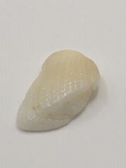 Acar