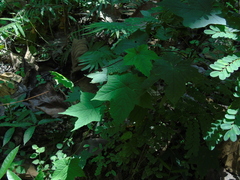 Camonea vitifolia