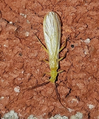 Alloperlini